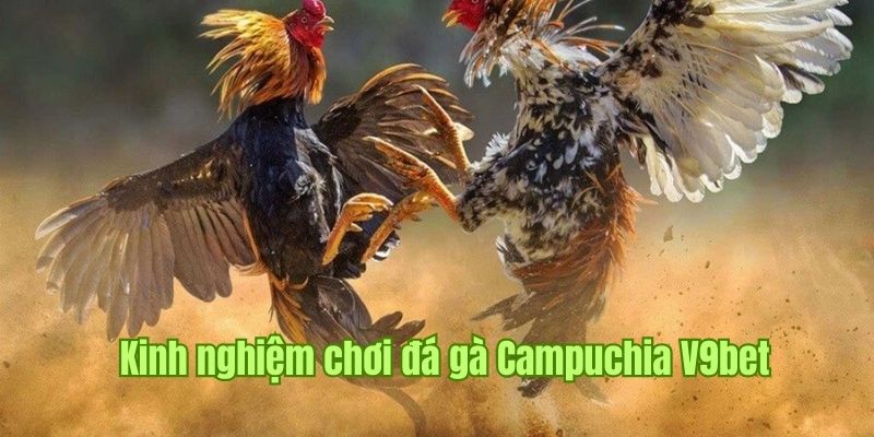 Các chiến thuật chơi đá gà Campuchia hiệu quả tại nền tảng