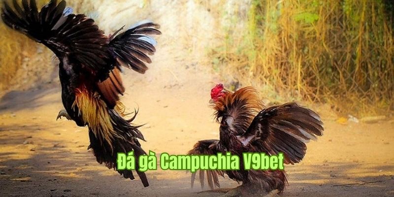 Đá Gà Campuchia - Phương Thức Thi Đấu Hấp Dẫn Tại V9bet