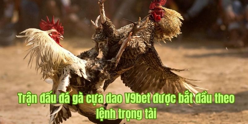 Giai đoạn trận đấu bắt đầu trong đá gà cựa dao tại V9bet