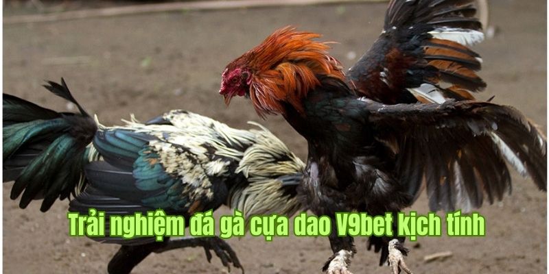 Đá Gà Cựa Dao V9bet, Loại Hình Thi Đấu Khốc Liệt Và Lôi Cuốn