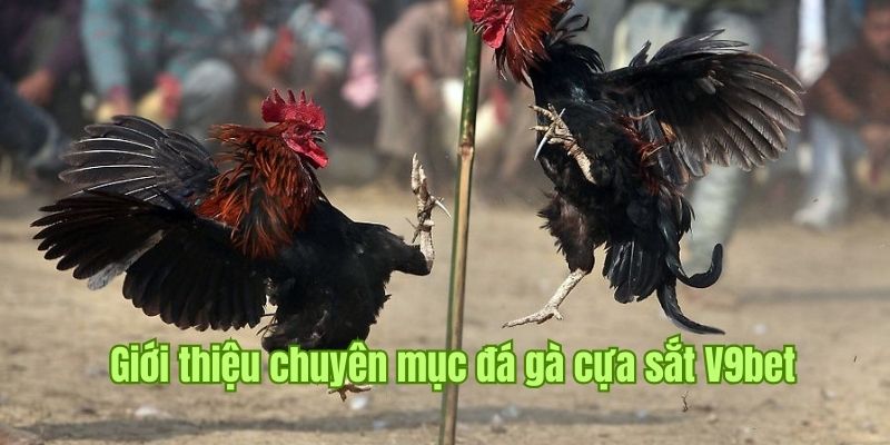 Giới thiệu về loại hình chọi kê cựa sắt