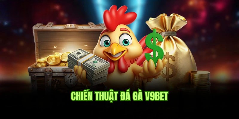 Chiến thuật nên áp dụng khi tham gia cược đá gà V9bet