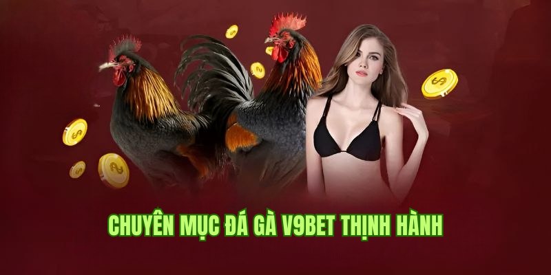 Chuyên mục đá gà V9bet thịnh hành và thu hút hàng đầu