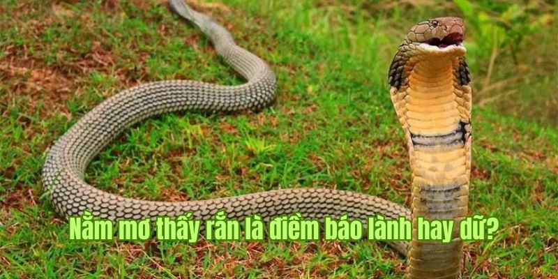 Nằm Mơ Thấy Rắn, Điềm Báo Đến Từ Chiêm Bao Giải Mã Của V9bet