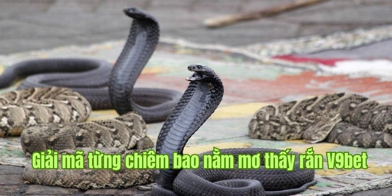 Chiêm bao thấy rắn mang điềm lành hay dữ?