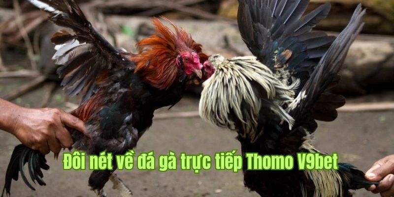 Khái quát sơ lược về hình thức trực tiếp đá gà Thomo