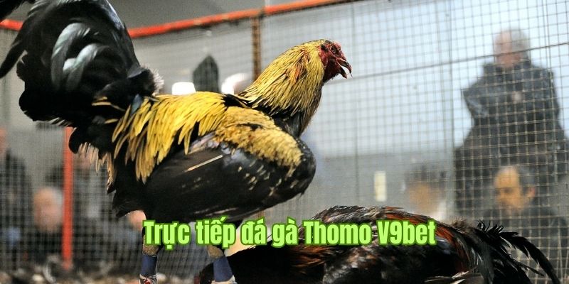 Trực Tiếp Đá Gà Thomo - Trải Nghiệm Trận Đấu Tại V9bet